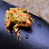 play Jigsaw: Frog On Seat