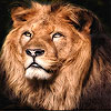 play Big Lion King Slide Puzzle