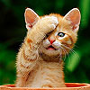 play Cute Shy Cat Slide Puzzle