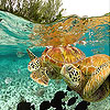 play Ocean Turtles Slide Puzzle