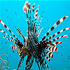 play Black Striped Fish Slide Puzzle