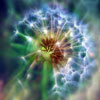 play Dandelion