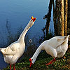 play Hungry Ducks Slide Puzzle