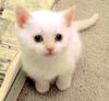 play Cat Really Cute