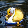 play Cute Chicks Slide Puzzle