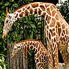 play Giraffes In The Forest Slide Puzzle