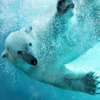 play Polar Bear Jigsaw