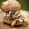play Best Cute Friends Slide Puzzle