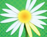 play Daisy Petals