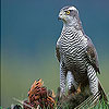 play Japanese Sparrowhawk Slide Puzzle