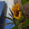 play Jigsaw: Sunflower In The City