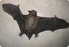 play Flying Bat