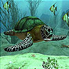 play Sea Turtle Slide Puzzle