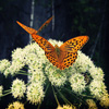 play Jigsaw: Butterflies