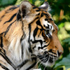 play Sumatran Tiger Jigsaw