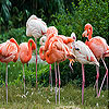 Hungry Flamingos Slide Puzzle