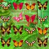 play Butterfly Match