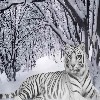 play Snow Tiger