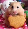 play Hamster Food