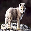 play Little Wolf Slide Puzzle