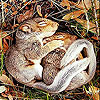 play Sleepy Squirrels Slide Puzzle