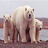 play White Bears Family Slide Puzzle