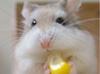 play Hamster Are Cute