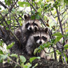 play Jigsaw: Raccoons