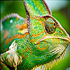 play Big Chameleon Slide Puzzle