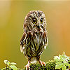 play Little Owl Slide Puzzle