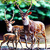 play Deers Family Slide Puzzle