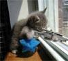 play Sniper Kitty