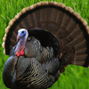 play Thanksgiving Turkey Attack