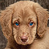 play Blue Eyed Dog Slide Puzzle