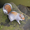 play Jigsaw: Posing Squirrel