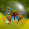 play Butterflymatch
