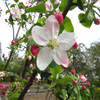 play Jigsaw: Apple Blossom