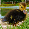 play Jigsaw: Little Duckling