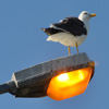 play Jigsaw: Bird Light