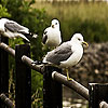 play The Sea And The Birds Slide Puzzle