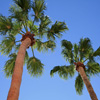 play Jigsaw: Palm Trees