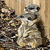 play Sissy Animals Slide Puzzle