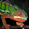 play Jigsaw: Chameleon