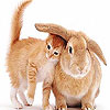 play Cute Cat And Rabbit Slide Puzzle