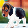play Shy Dog Slide Puzzle