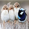play Four Cute Bird Slide Puzzle