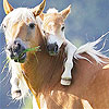 play Two Horse Slide Puzzle