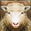 play Sheep Jigsaw Puzzle