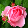 play Jigsaw: Rose And Buds