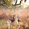 play Two Deer Slide Puzzle